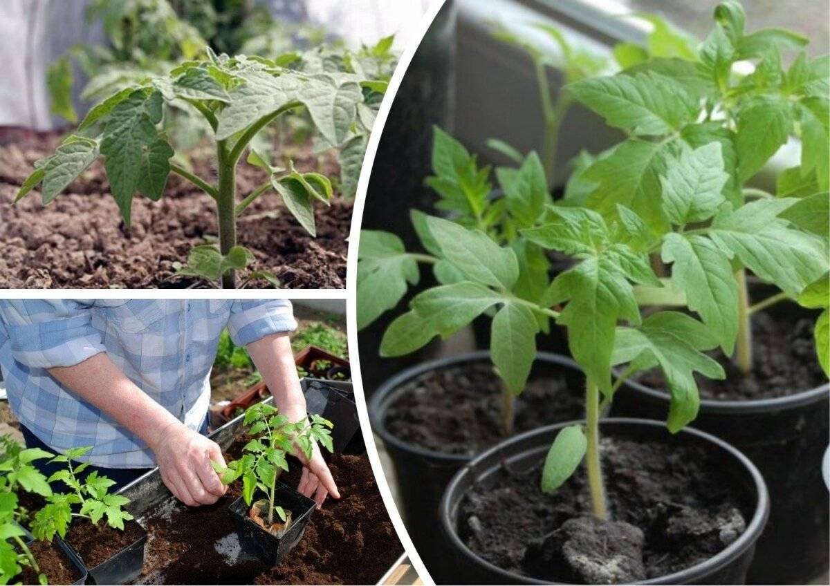 Рассада помидор без пикировки: как посадить, как вырастить