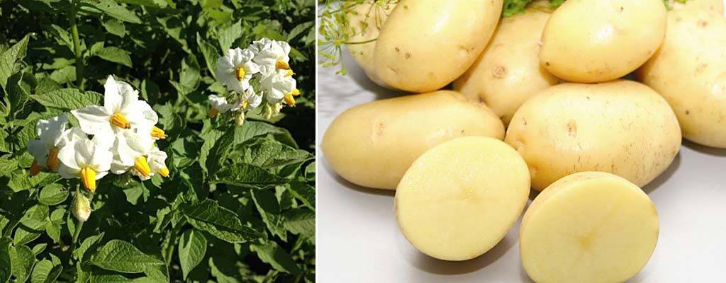 Сорт картофеля импала: описание и особенности выращивания: характеристики, свойства, методы