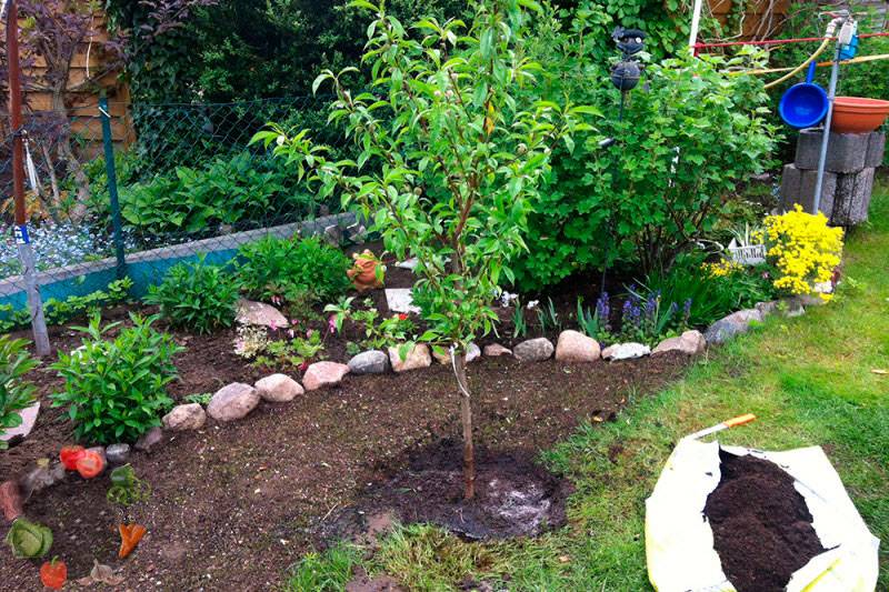 Посадка и уход за вишней в саду: правила выращивания вишни