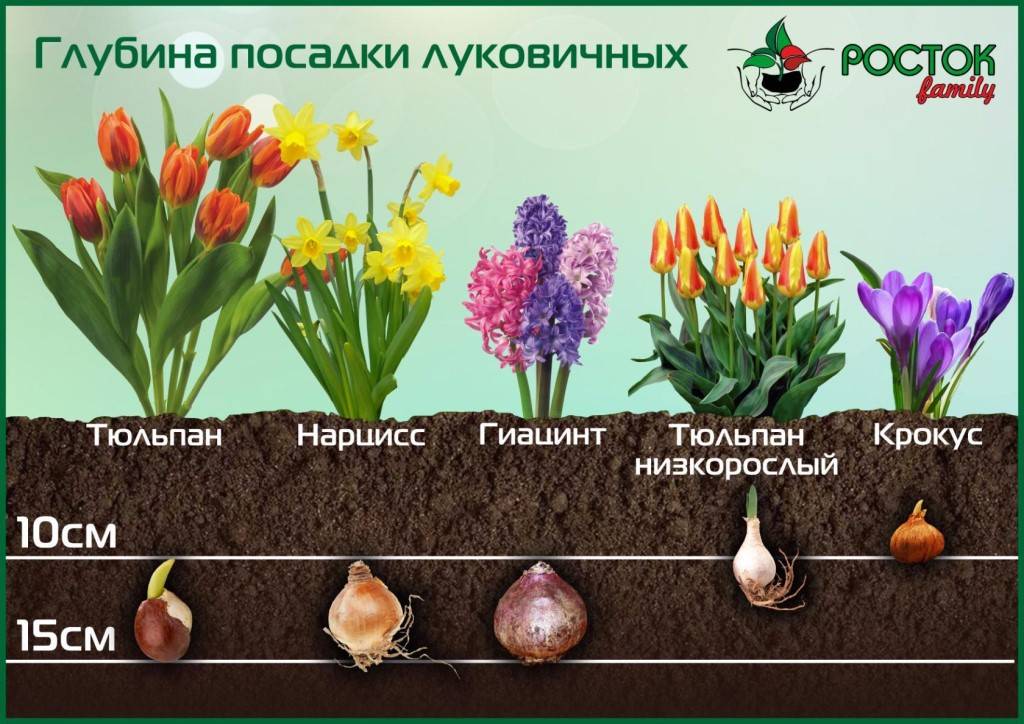 Когда лучше сажать тюльпаны в открытый грунт, сроки по регионам и правила