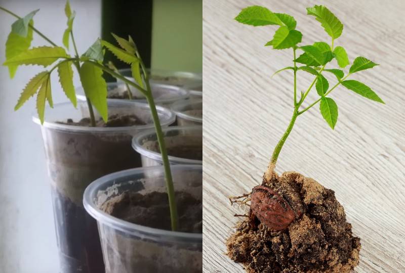 Как правильно посадить грецкий орех, уход и выращивание в домашних условиях