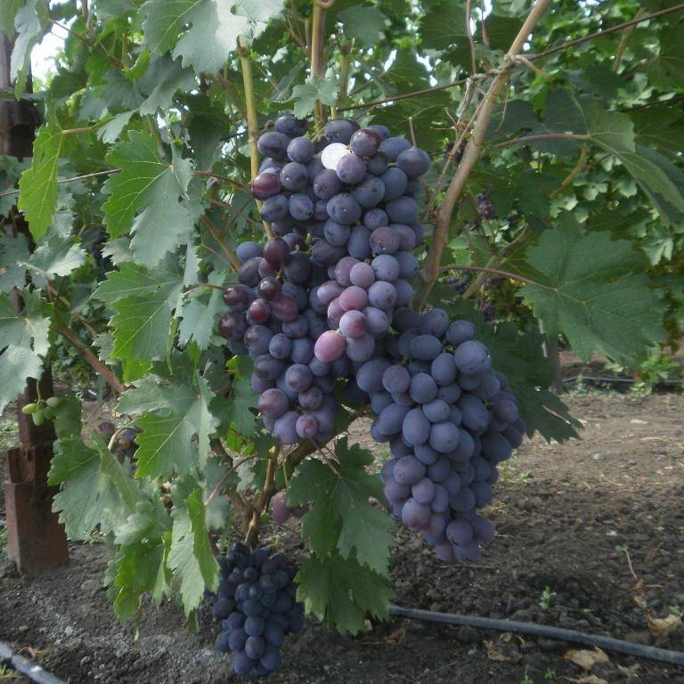 Виноград фуршетный: один из новых сортов на наших участках