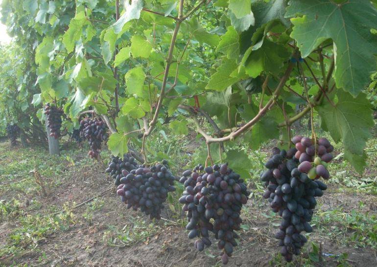 Виноград - посадка и уход в открытом грунте для новичков, как ухаживать и когда высаживать