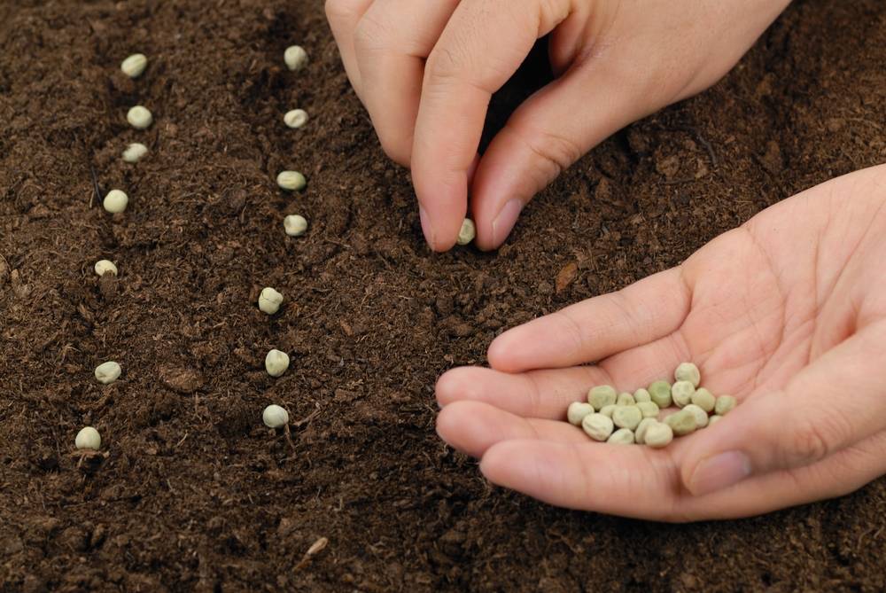 Выращивание гороха в открытом грунте - когда и как правильно сажать