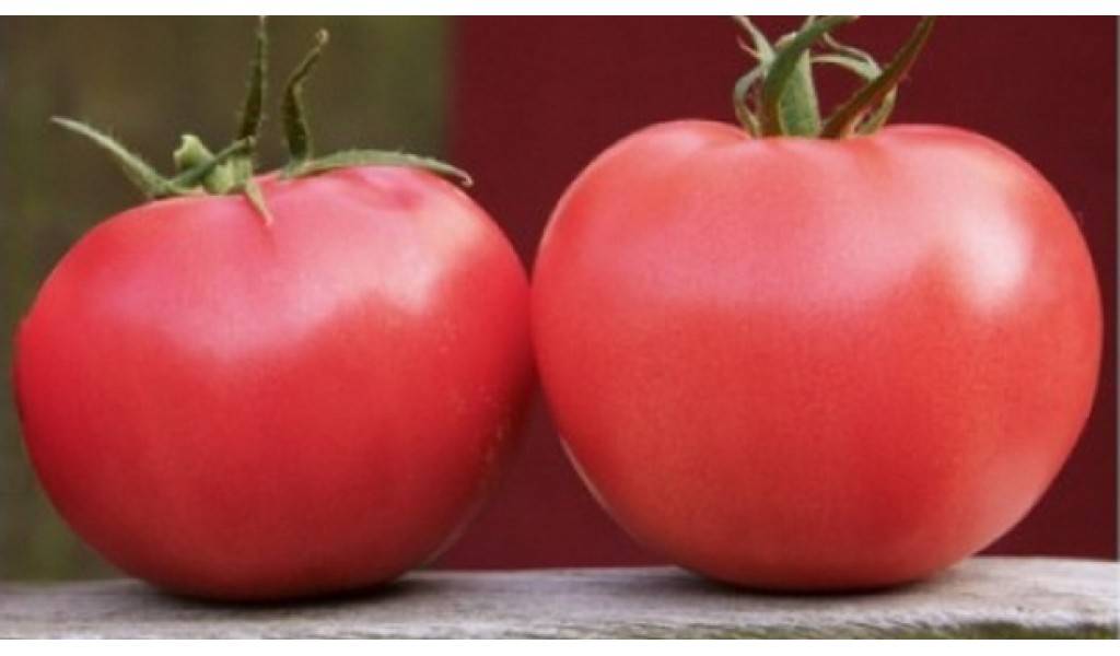 Описание томата афен и выращивание вкусных гибридных помидоров