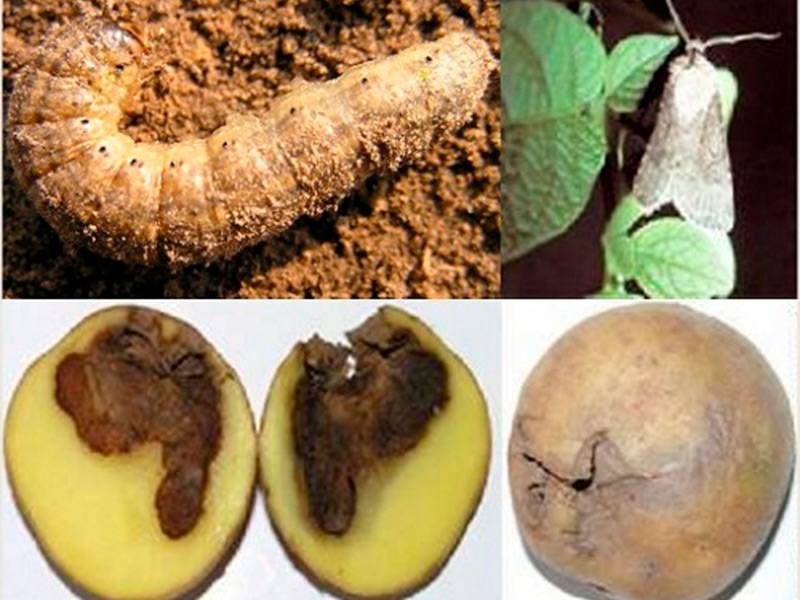 Картофельная моль: как бороться с вредителем огорода, чем обработать растения