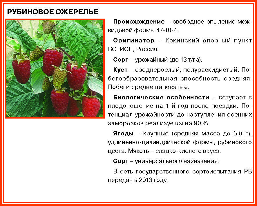 Малина геракл: описание сорта, характеристика, размножение, посадка и уход :: syl.ru