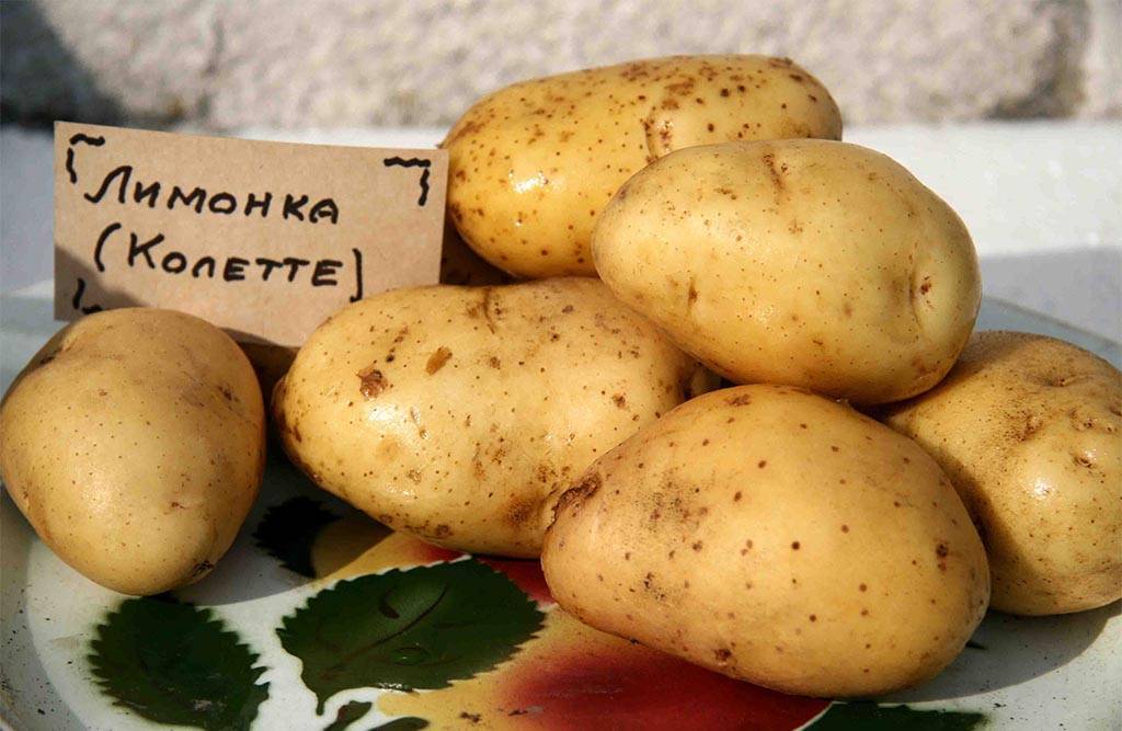 Картофель сорта колетте: характеристика и вкусовые качества