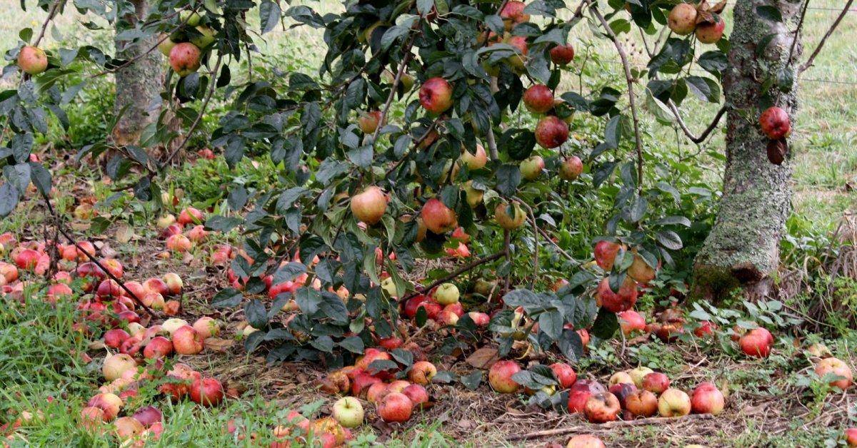 Почему яблоня сбрасывает плоды: топ-14 причин, что делать