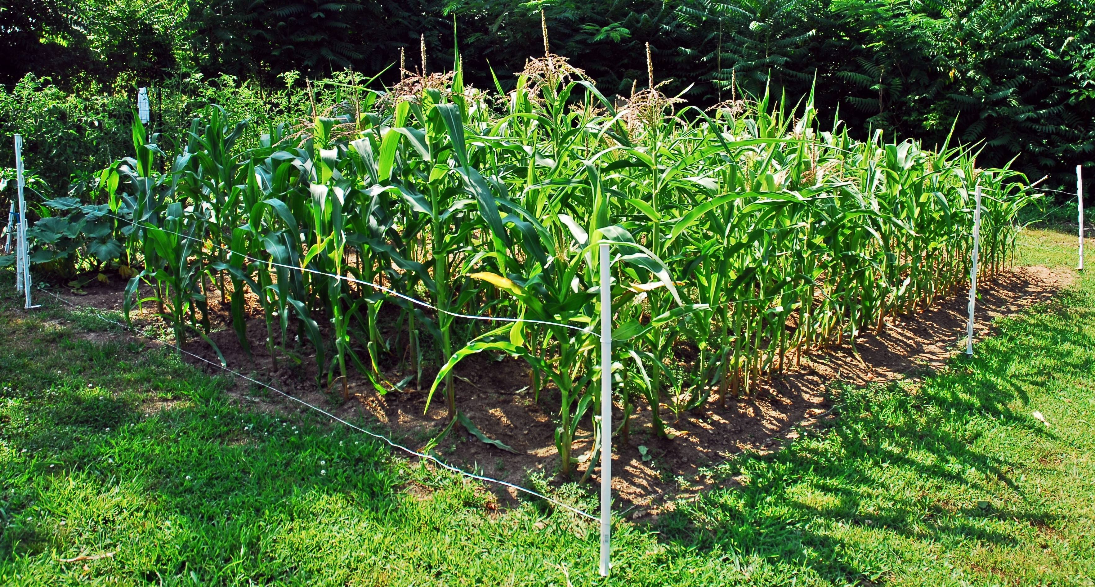Кукуруза: особенности выращивания и ухода