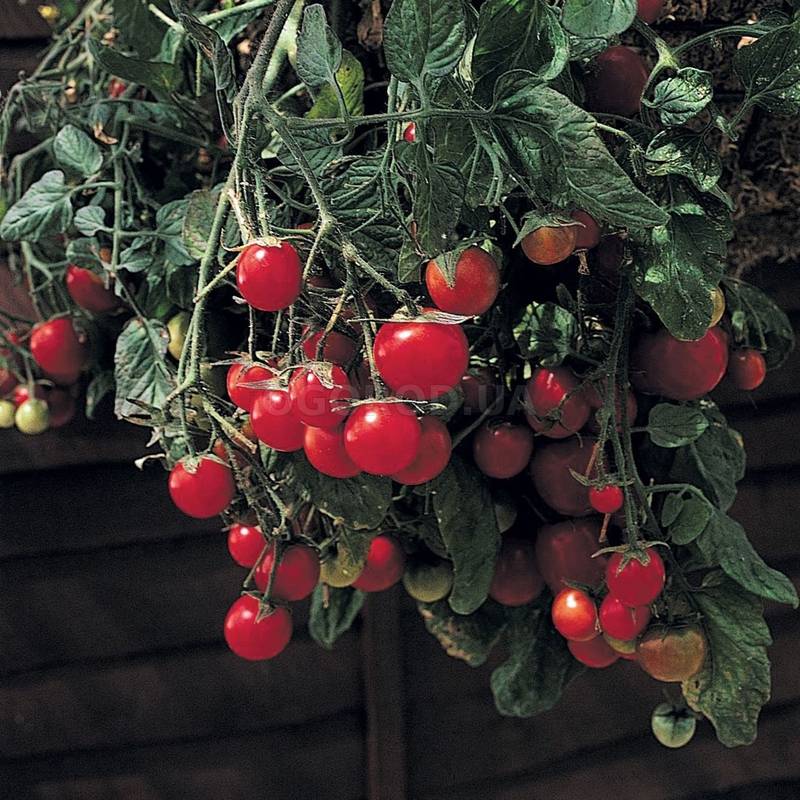 Детерминантные помидоры: чем хороши и как их выращивать