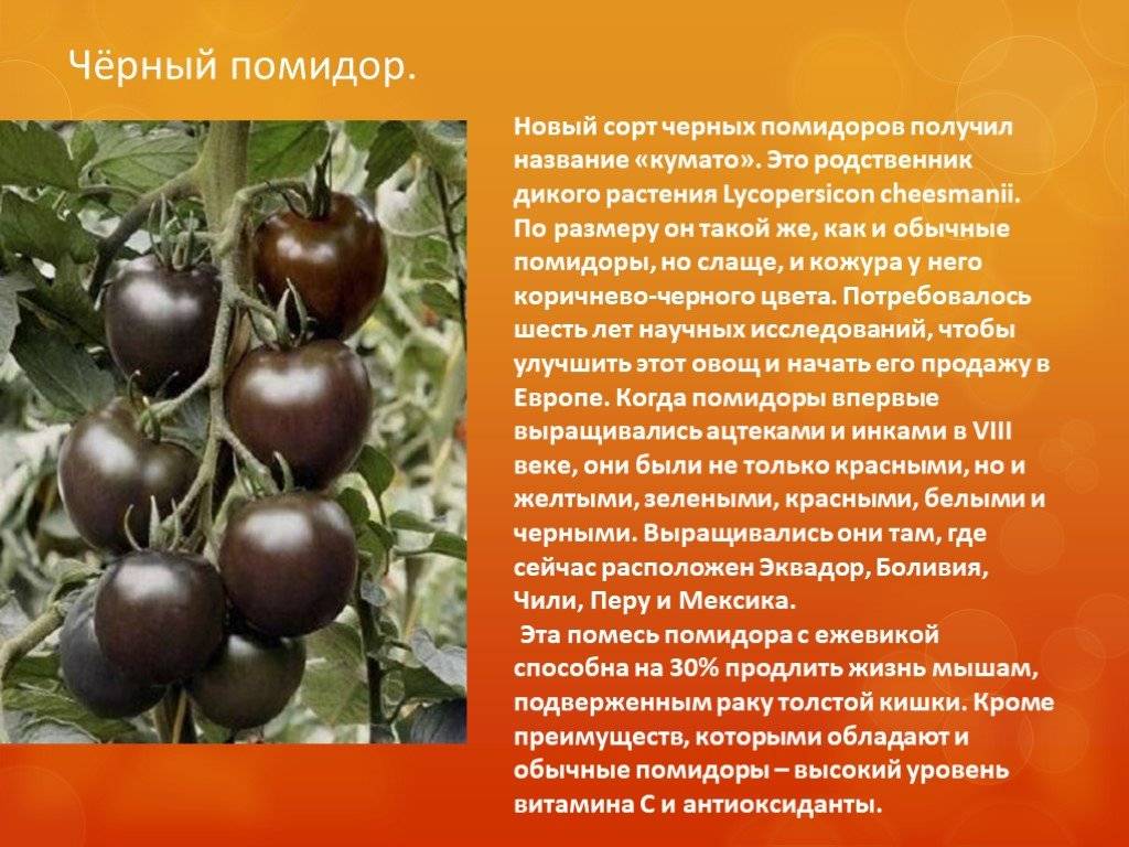 Помидоры кумато: полезные свойства черных томатов, описание, отзывы и фото.