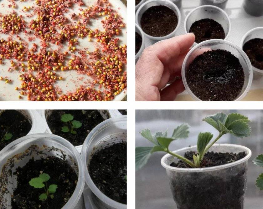 Как вырастить клубнику из семян? полезные советы