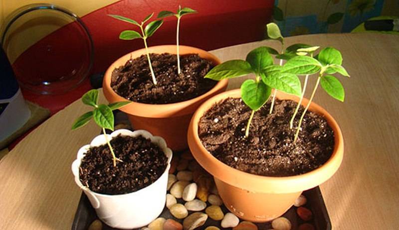 Выращивание персика из косточки в домашних условиях: особенности метода размножения