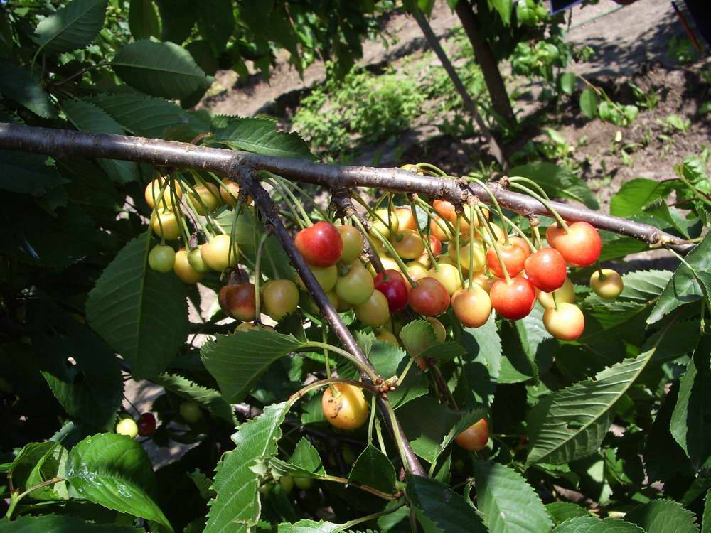 Черешня овстуженка: описание популярного сорта, особенности выращивания ягоды