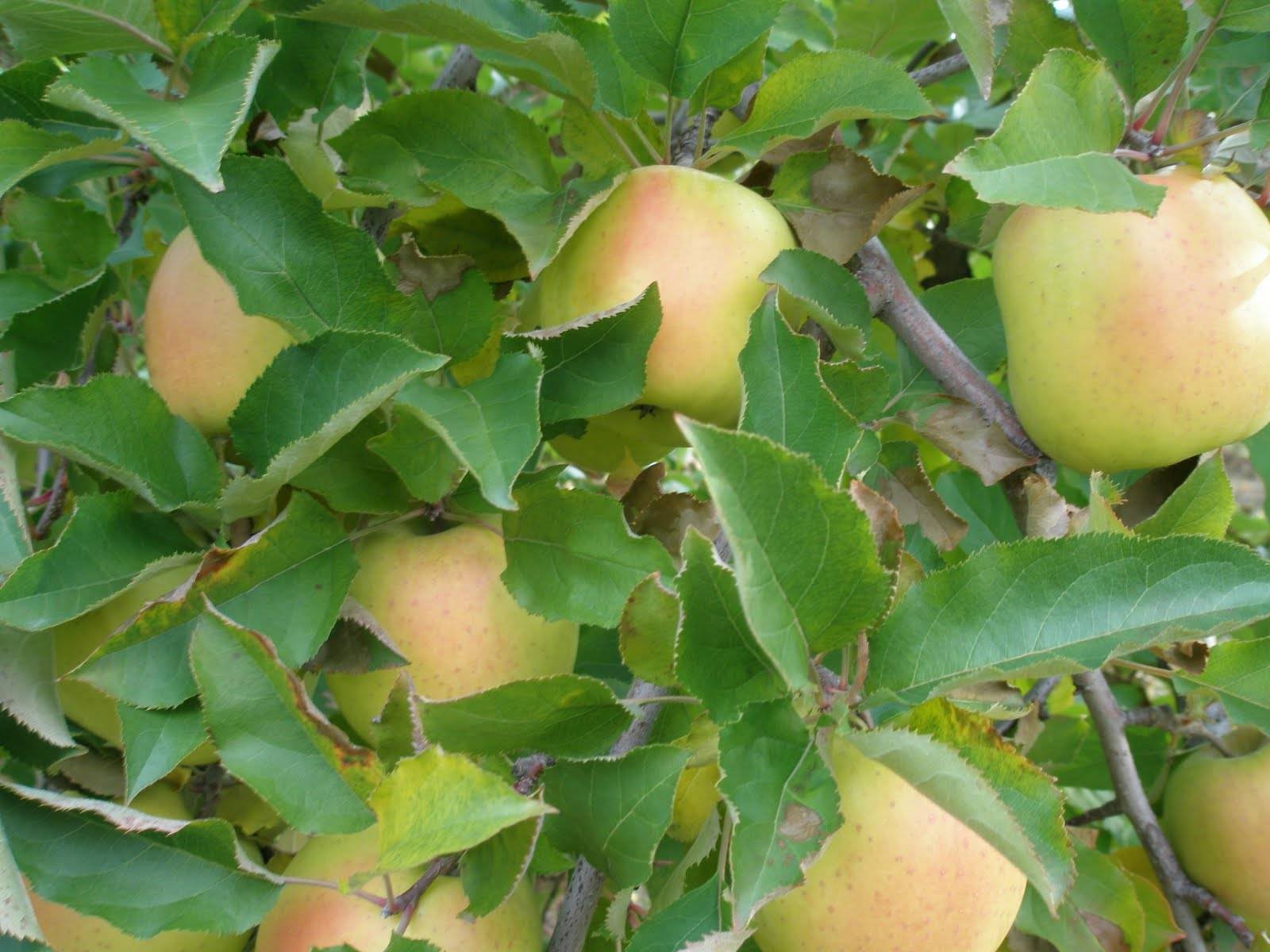 Райские яблони: полезные свойства плодов, описание популярных видов и сортов, правила посадки и ухода, сбор и хранение урожая, рецепты блюд