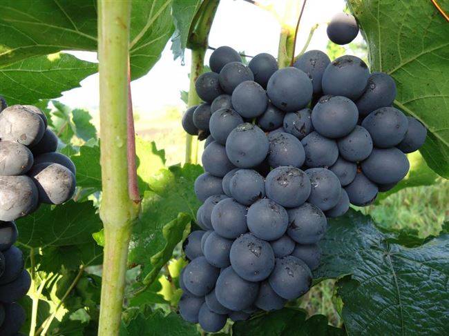 Виноград "агат донской": описание сорта, фото, видео