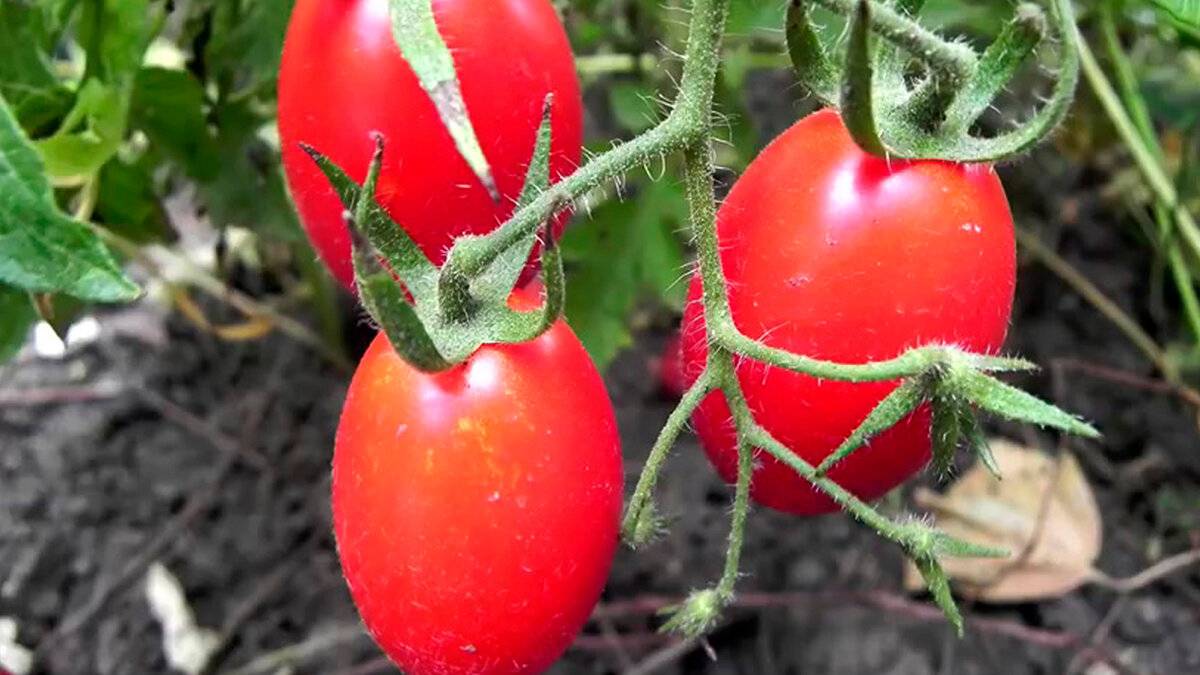 Сорта томатов для краснодарского края: открытый грунт и теплицы с фото и видео