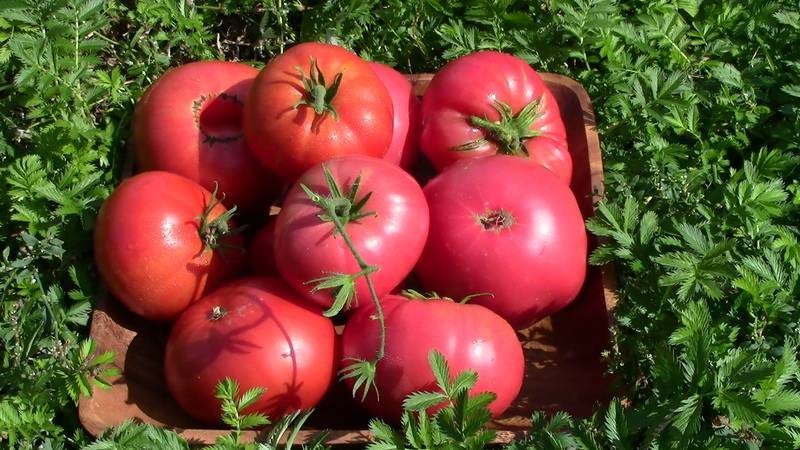 Томат розализа f1: характеристика и описание сорта, отзывы об урожайности помидоров, видео и фото семян