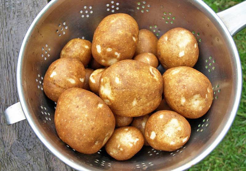 Характеристика картофеля сорта киви