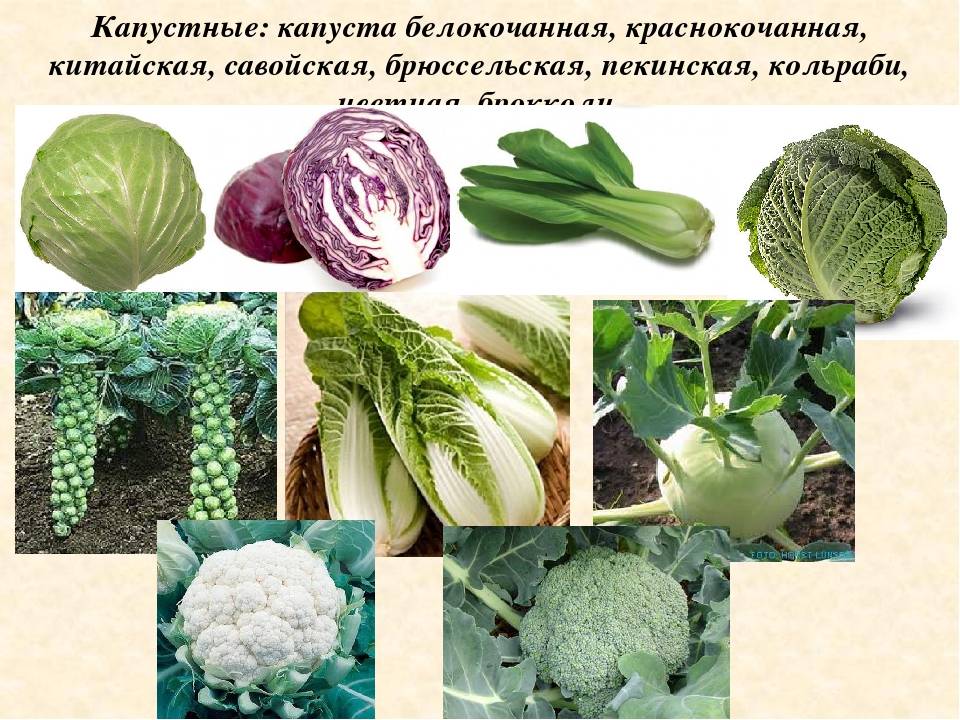 Посоветуйте хорошие сорта белокочанной капусты / асиенда.ру