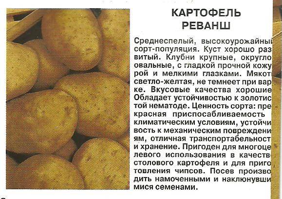 Всё о картофеле удача - описание сорта, посадка, уход и другие нюансы + фото