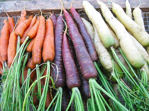 Фиолетовая морковь стоит ли выращивать, полезные свойства, лучшие сорта