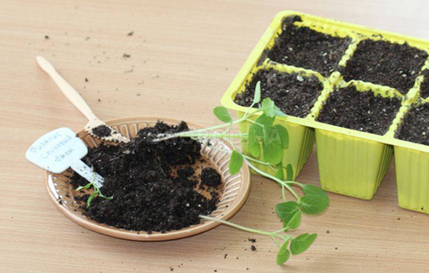 Физалис: выращивание из семян и уход в саду