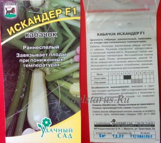 Кабачки искандер - описание сорта и советы по выращиванию :: syl.ru
