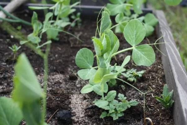 ✅ выращивание гороха в открытом грунте: посадка, уход, сбор и хранение урожая, полезные советы