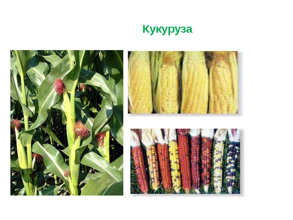 Кукуруза как выращивать ? | cельхозпортал