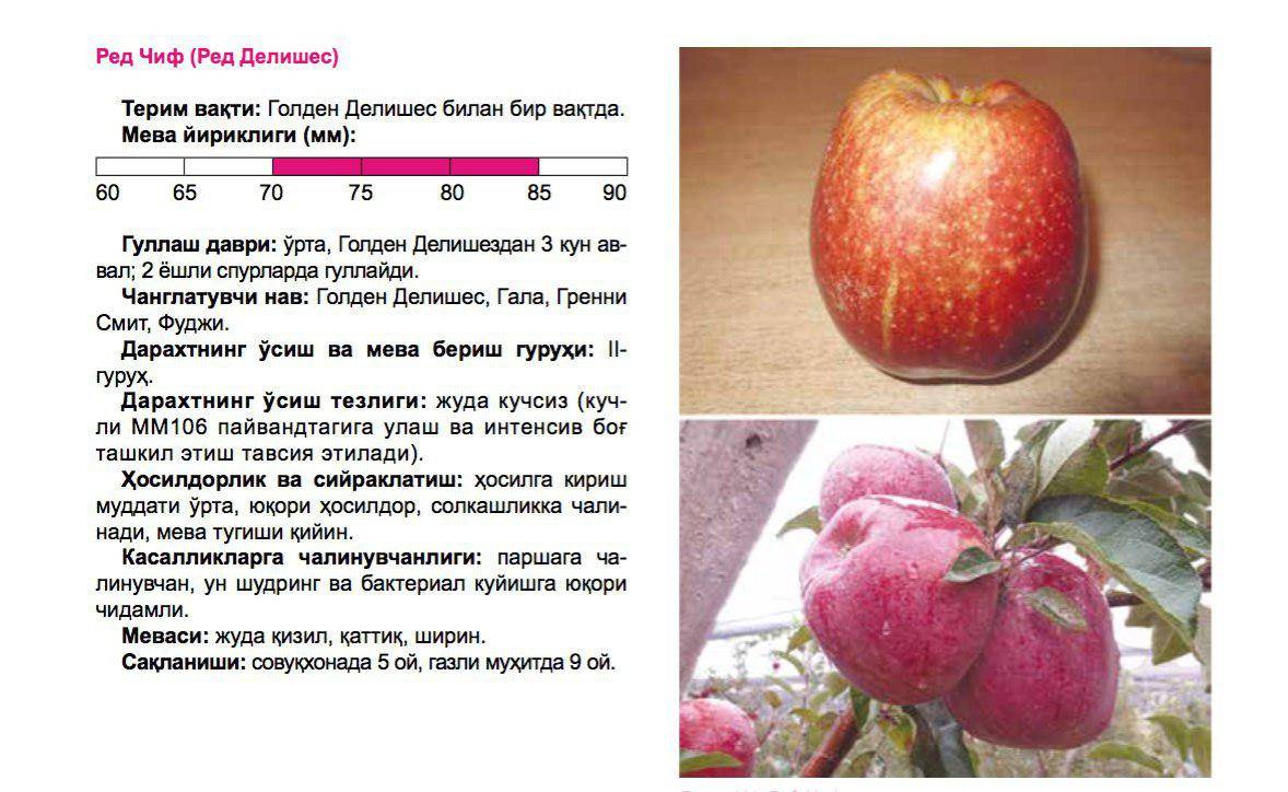Описание и технология выращивания яблок сорта Ред Делишес