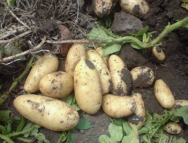 Картофель импала: отзывы, фото, описание и характеристика сорта