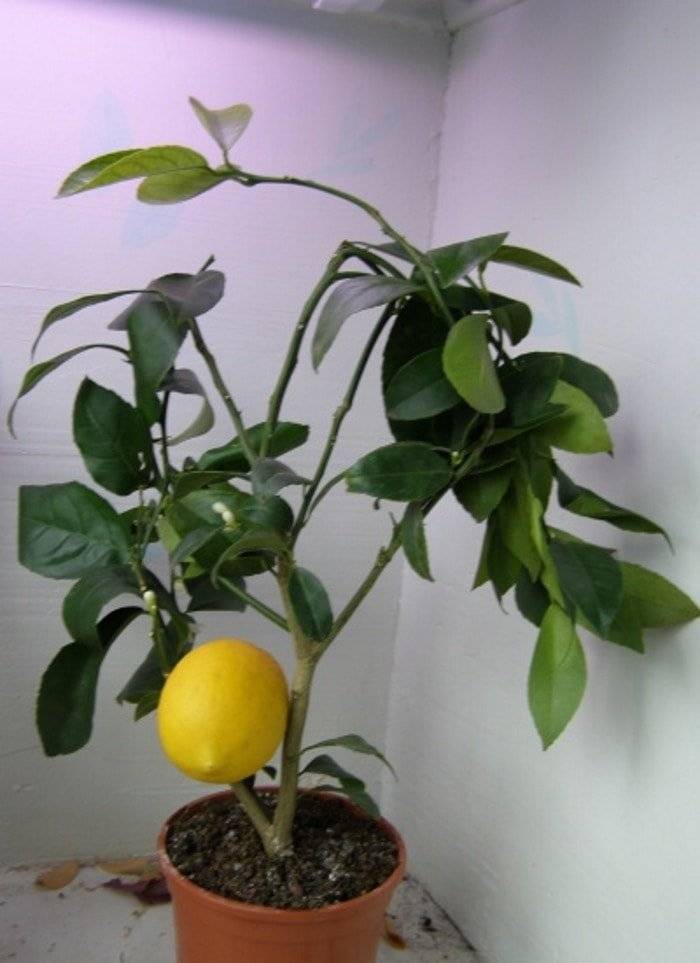 35 сортов комнатных лимонов, фото и описание