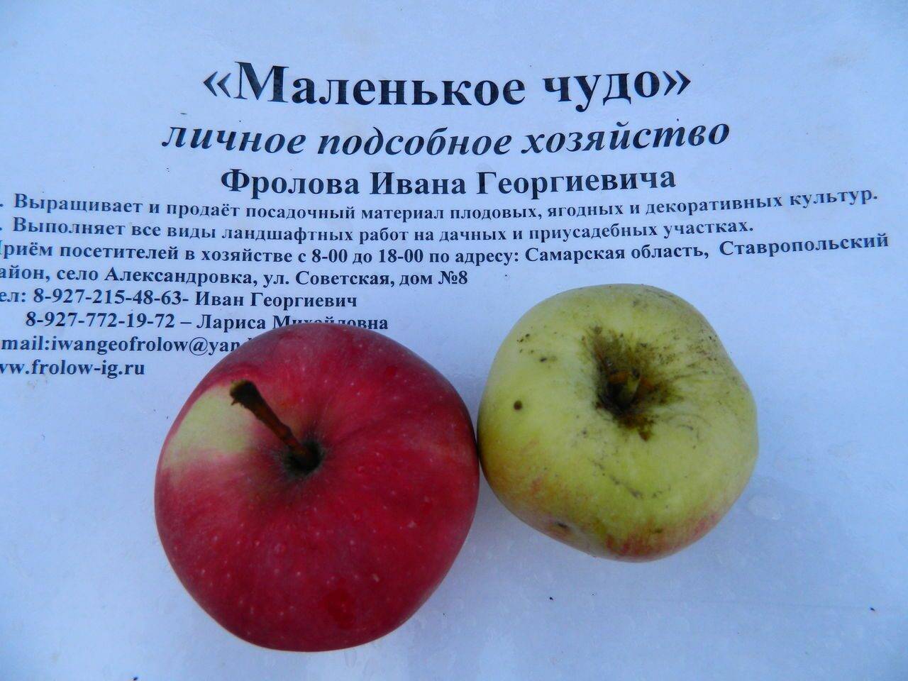 Конфетный сорт яблони фото и описание