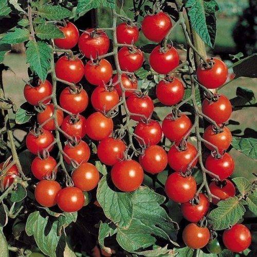  Красная гроздь: описание и характеристика, урожайность с фото