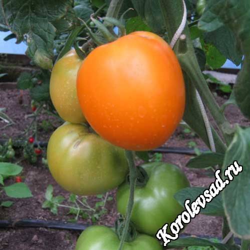 Томат геркулес: характеристика и описание сорта, отзывы об урожайности куста, фото помидоров
