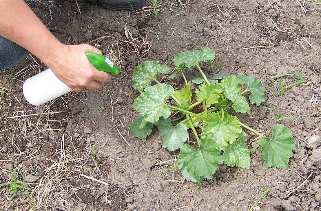 Чем подкормить кабачки в открытом грунте, чтобы хорошо росли