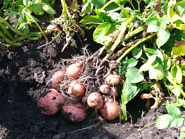Ранний картофель жуковский: отзывы и фото, описание и урожайность сорта