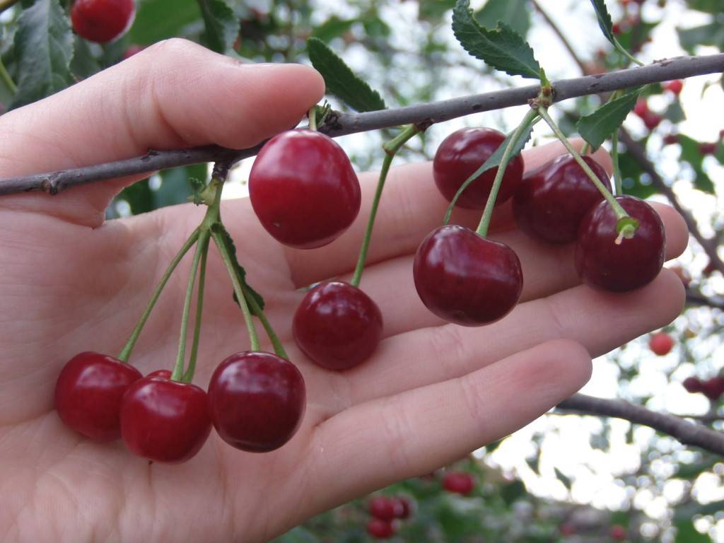 19 сортов вишни для урала - посадка и уход, когда спеет войлочная, выращивание, какие лучше садить