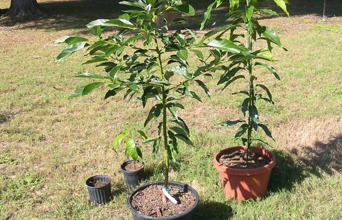 Как вырастить персик из косточки в условиях домашнего сада?