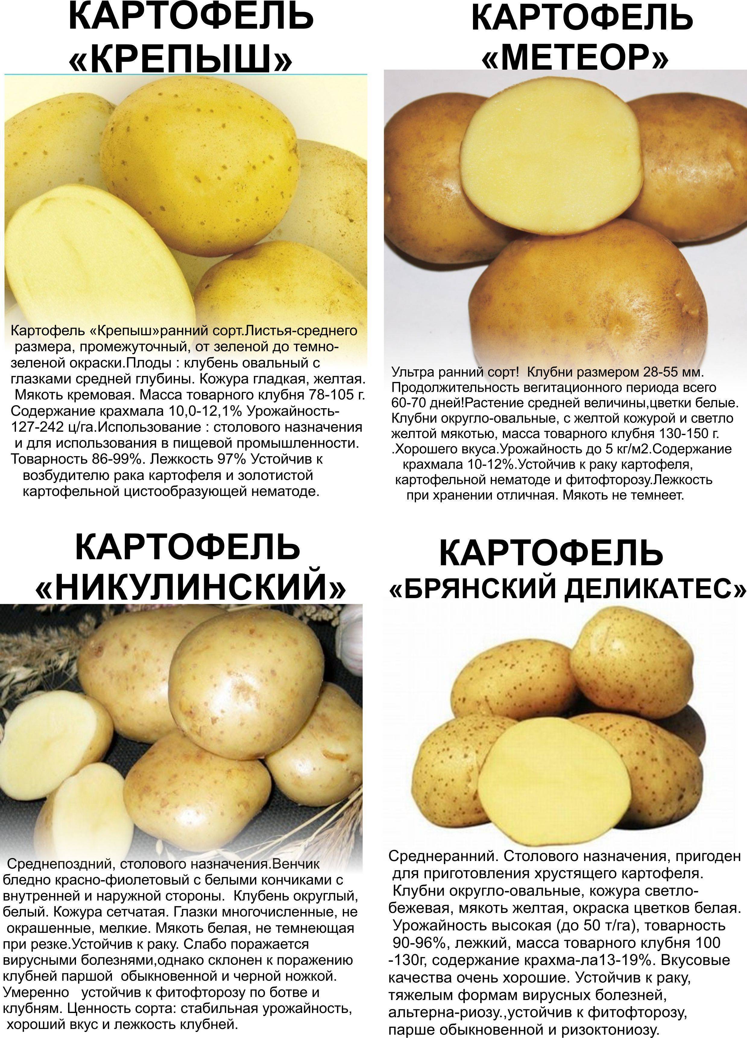 Сорт картофеля «хозяюшка» для выращивания в северных регионах