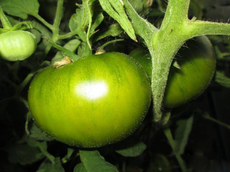 Томат "изумрудное яблоко": описание сорта помидоров, правила выращивания русский фермер