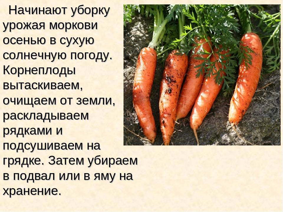 Сроки и правила посадки моркови под зиму, какой сорт лучше выбрать