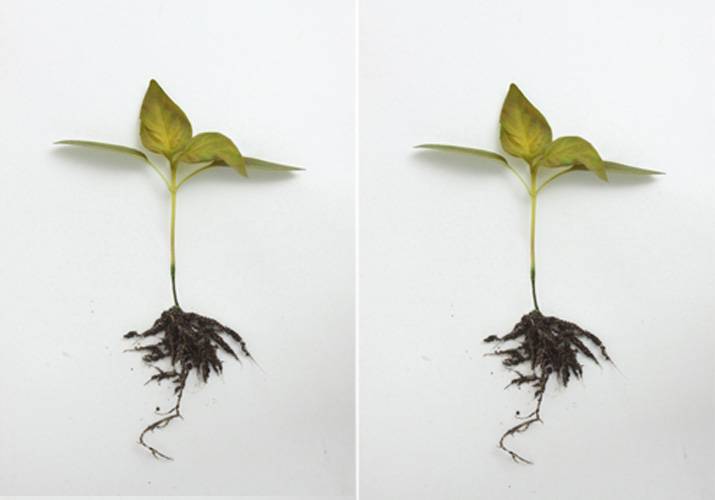 Болезни листьев перца: описания с фото и способы лечения