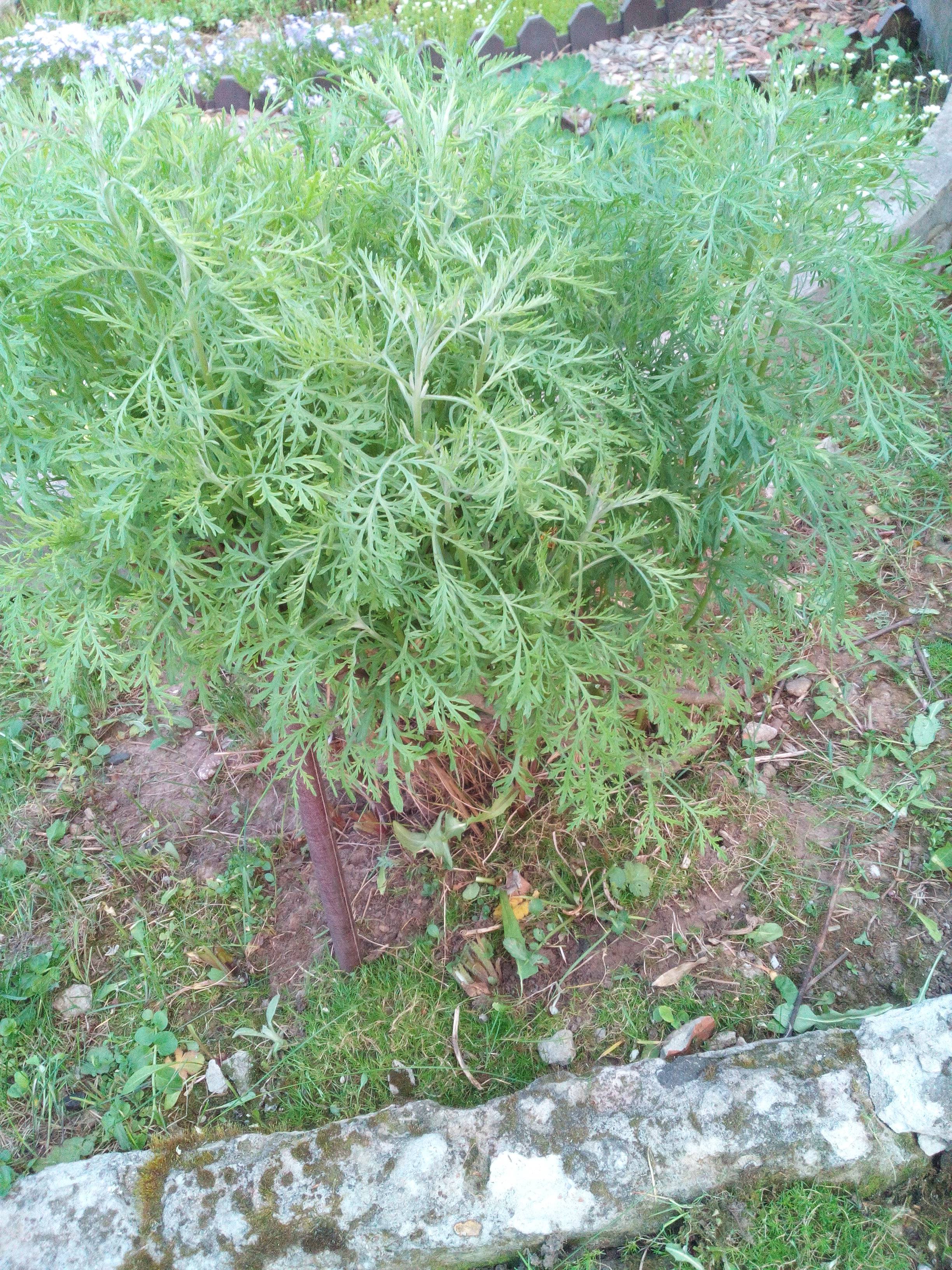 Божье дерево – декоративный куст полыни, выращивание в домашних условиях