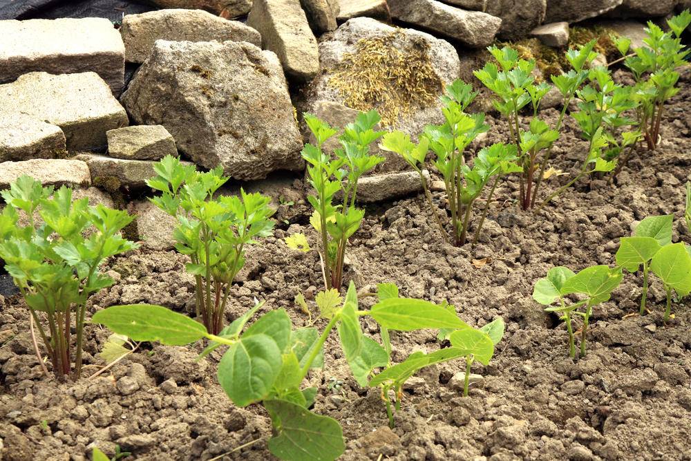 Петрушка корневая: выращивание и уход, когда убирать урожай, применение, польза и вред для организма человека