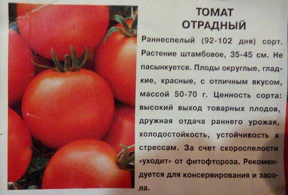 Томат пани яна: характеристика и описание сорта, отзывы, фото, урожайность - все о помидорках