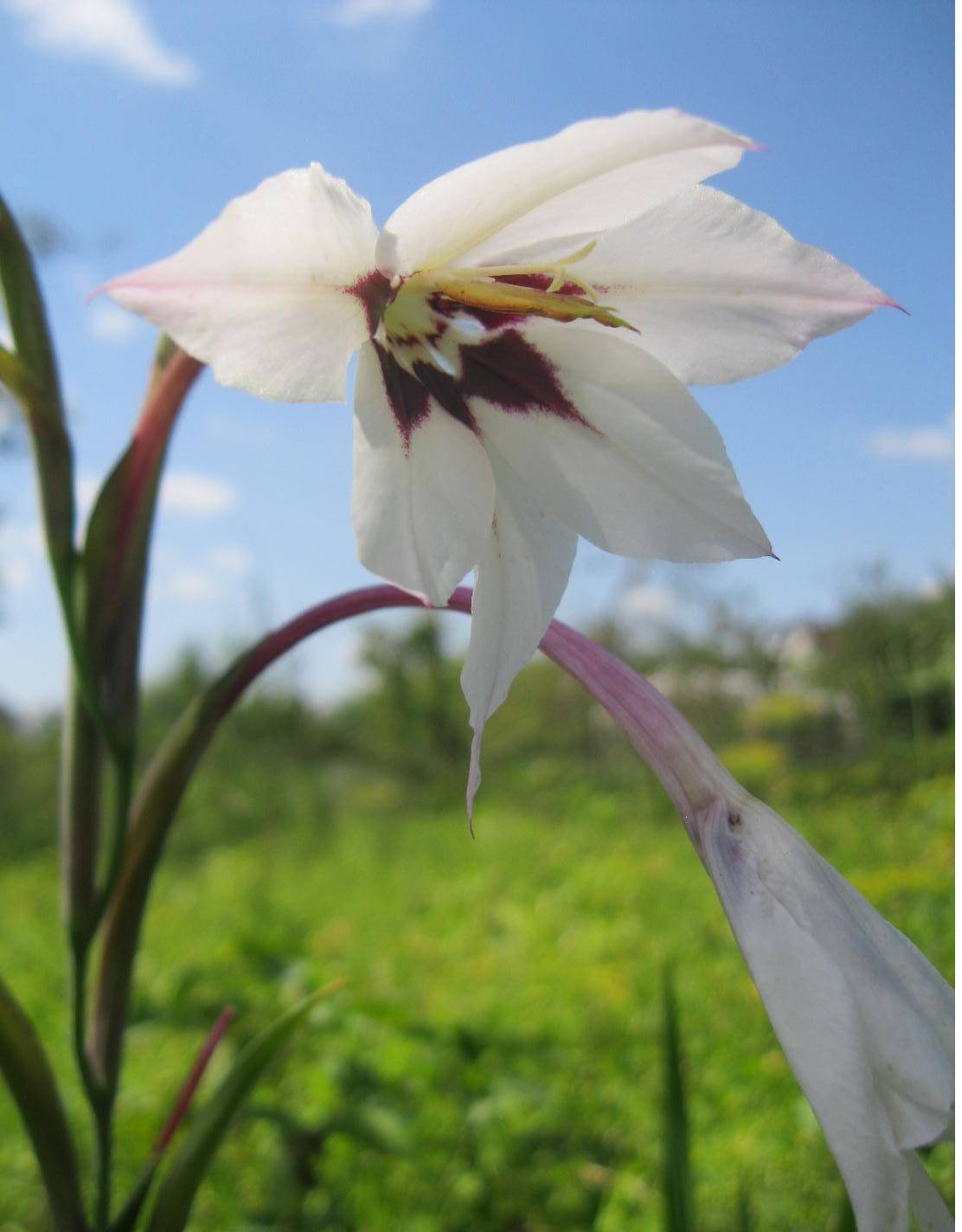 Ацидантера, или душистый гладиолус - цветок, который ни в чем не уступит гладиолусам и лилиям