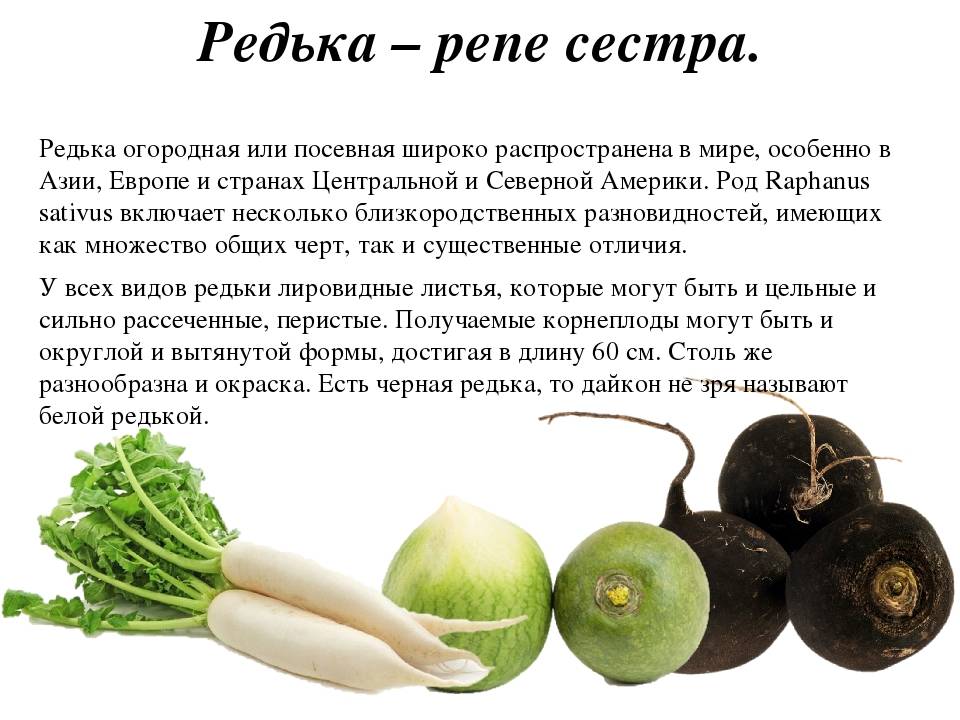 Дайкон: польза и вред для организма, посадка и уход в открытом грунте, выращивание из семян, когда сеять, рецепты вкусных салатов, фото